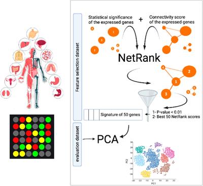 NetRank Recovers Known Cancer Hallmark Genes as Universal Biomarker Signature for Cancer Outcome Prediction